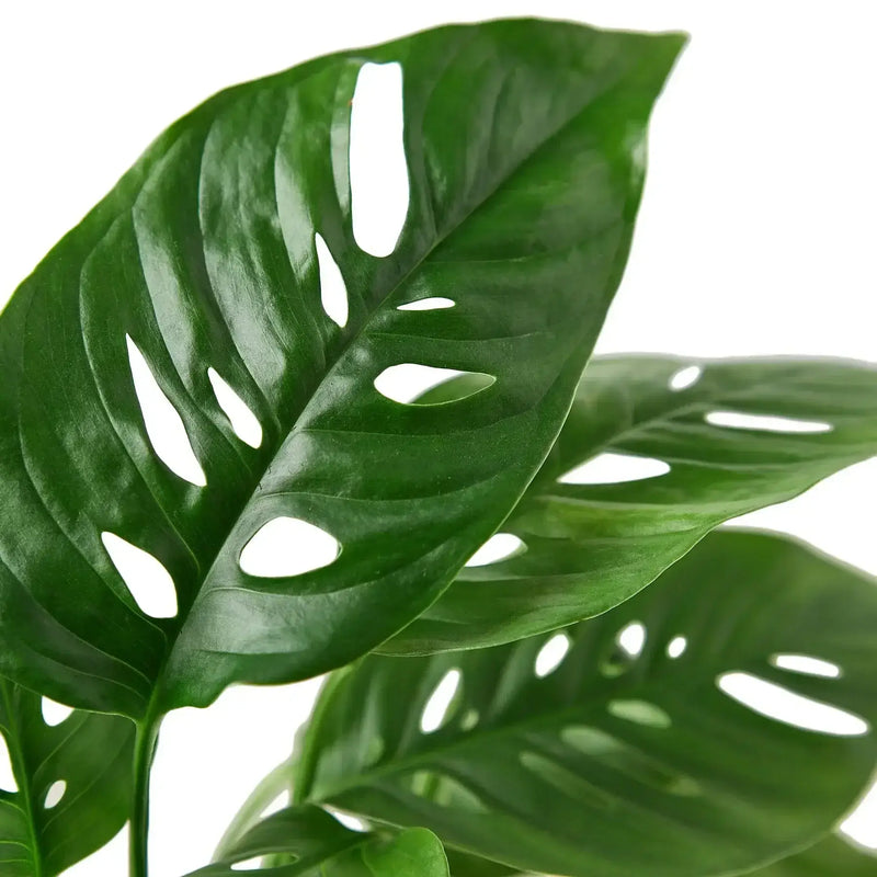 Close up of Monstera Adansoni Swiss Cheese by All About Planties
