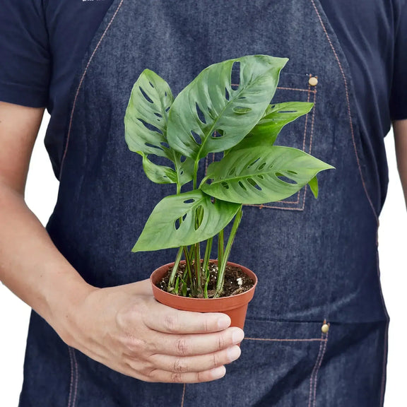 person holding a monstera-adansonii-swiss-cheese plant