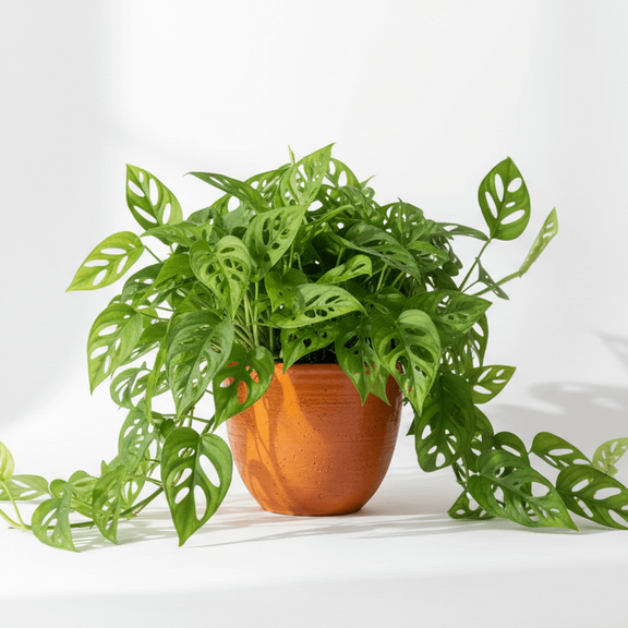 Easy care Monstera Adansonii trailing plant in contemporary home interior