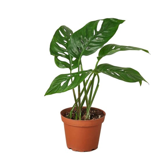 monstera-adansonii-swiss-cheese plant