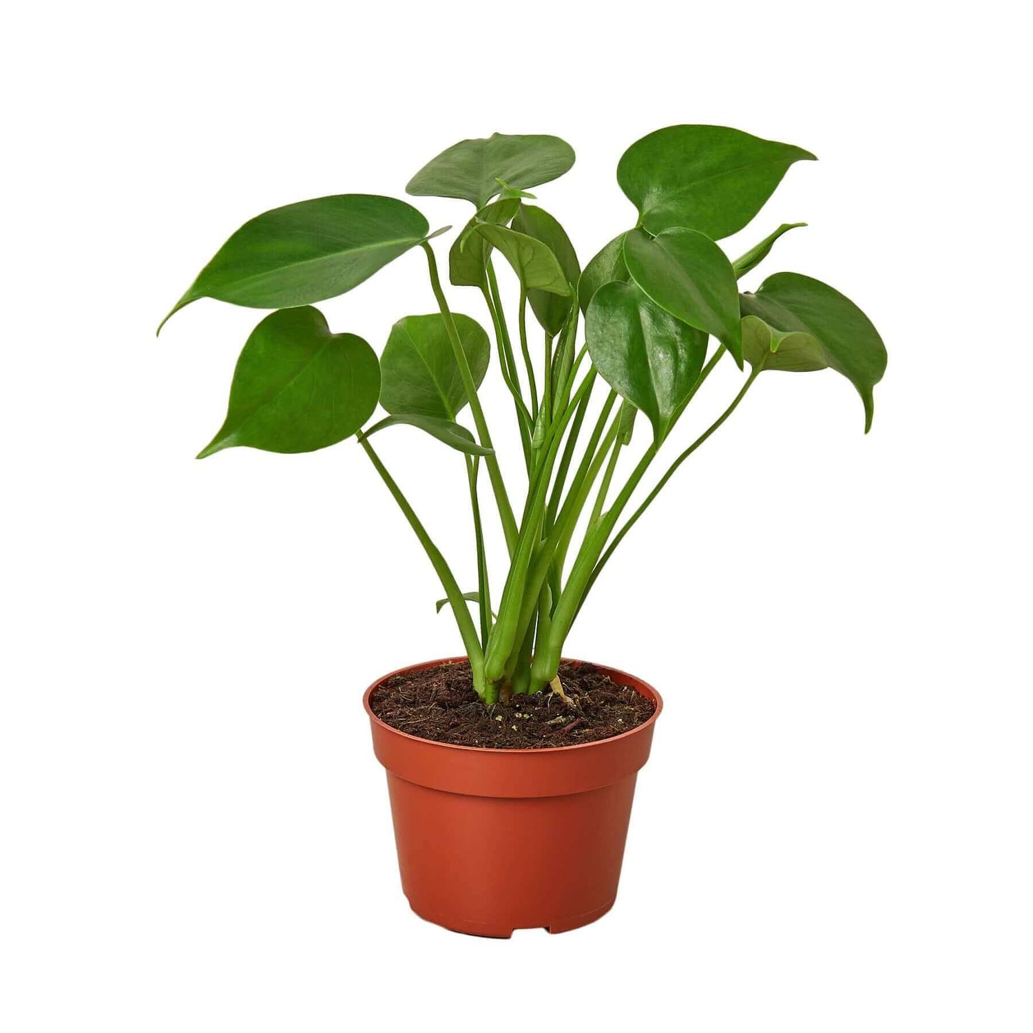 monstera-deliciosa-split-leaf-philodendron in a pot