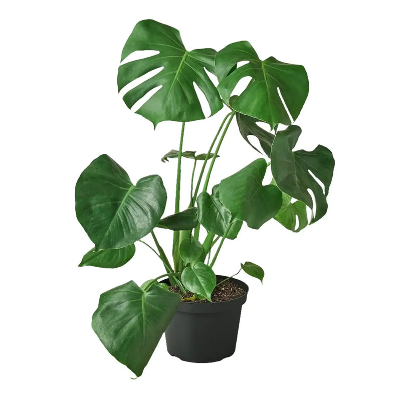 monstera-deliciosa in 8inch pot