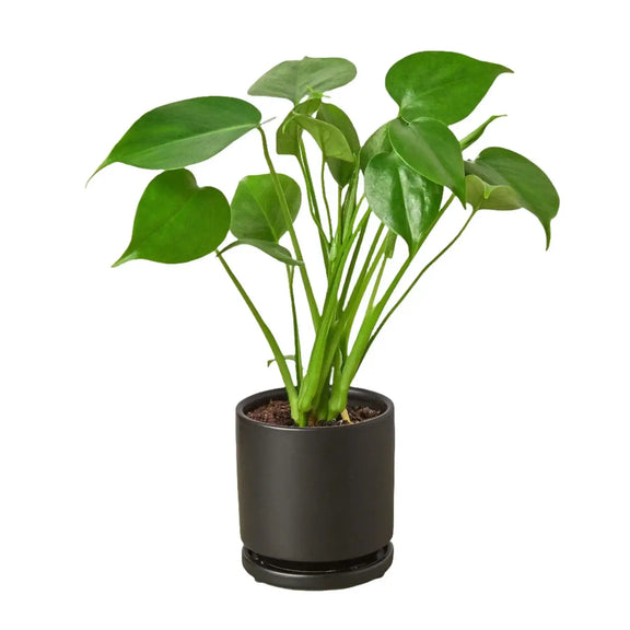 monstera-deliciosa-split-leaf-philodendron in a black pot