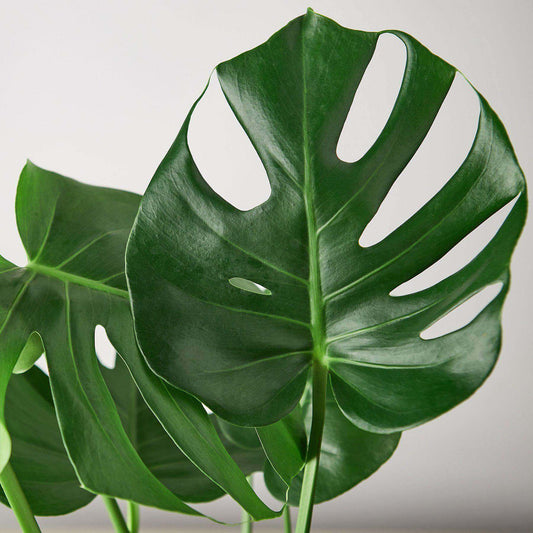 monstera-deliciosa-leaf close up