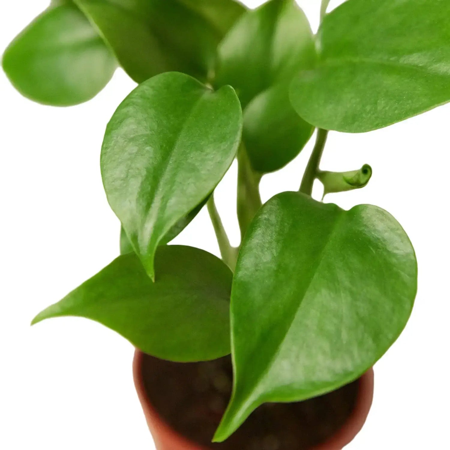 monstera-deliciosa-split-leaf-philodendron leaves close up