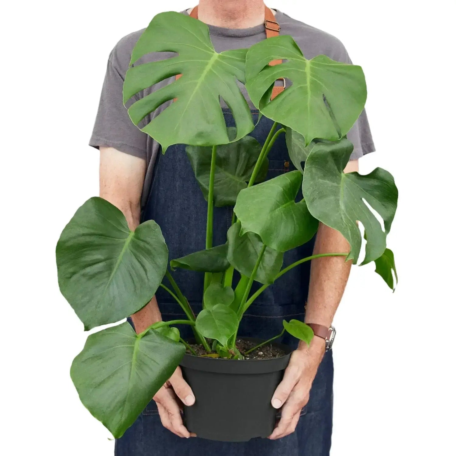 person holding a monstera-deliciosa plant