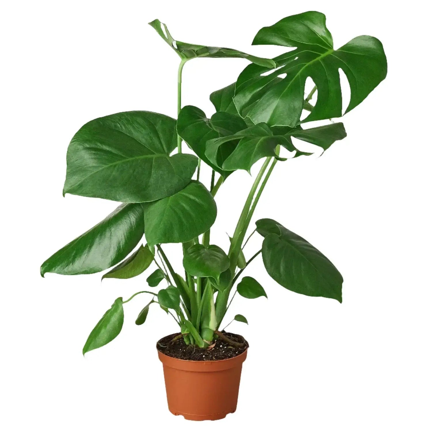 monstera-deliciosa-split-leaf-philodendron 6inch pot