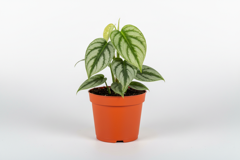 Monstera dubia 4" - square format