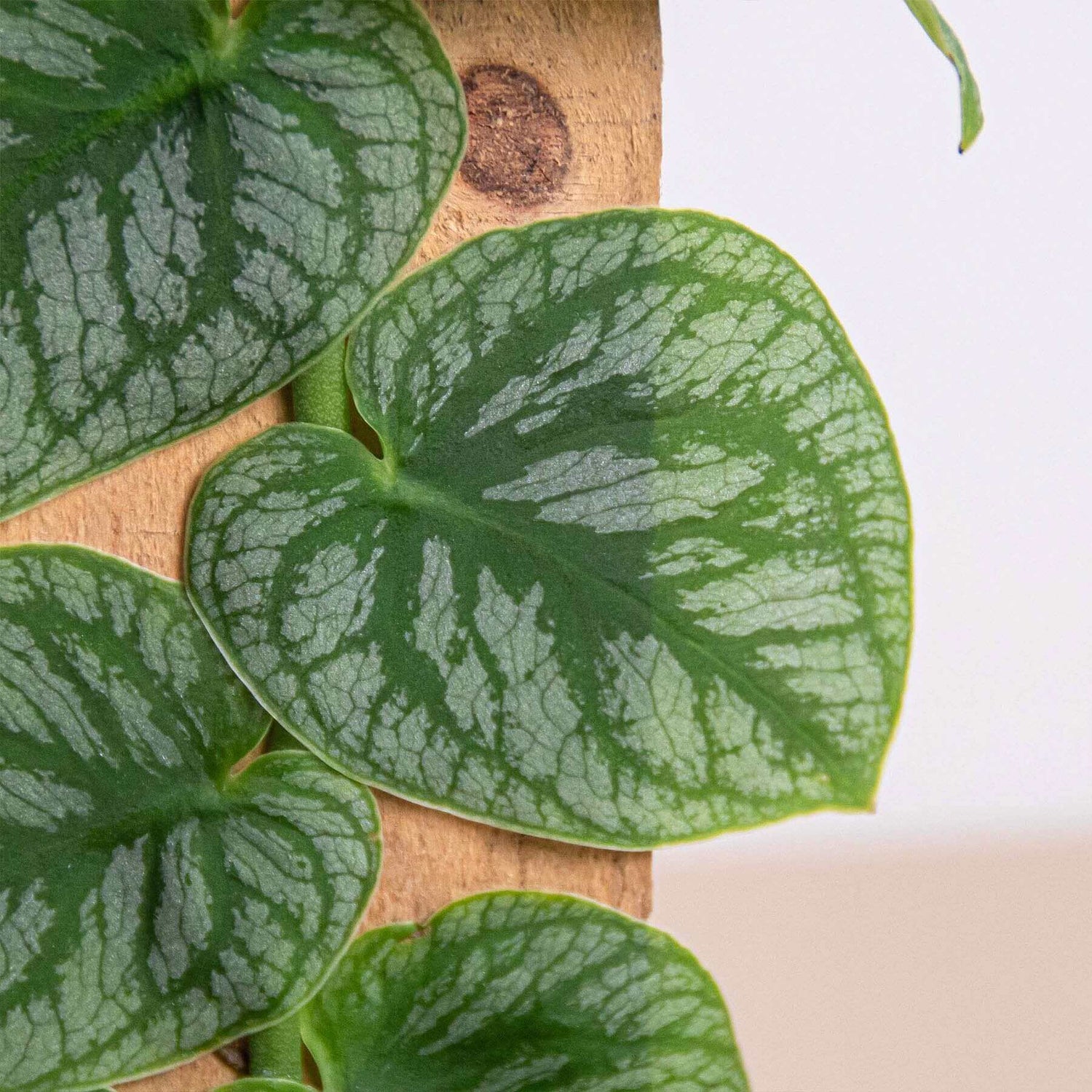 monstera-dubia-shingle-plant-closeup