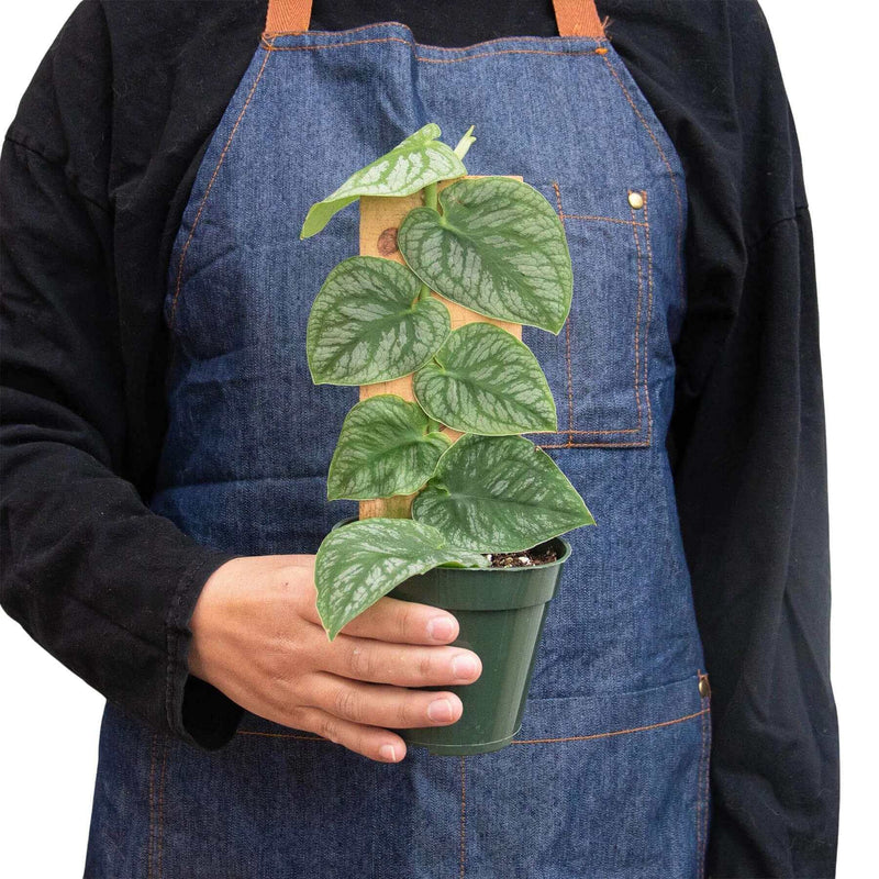 person holding a monstera-dubia-shingle-plant