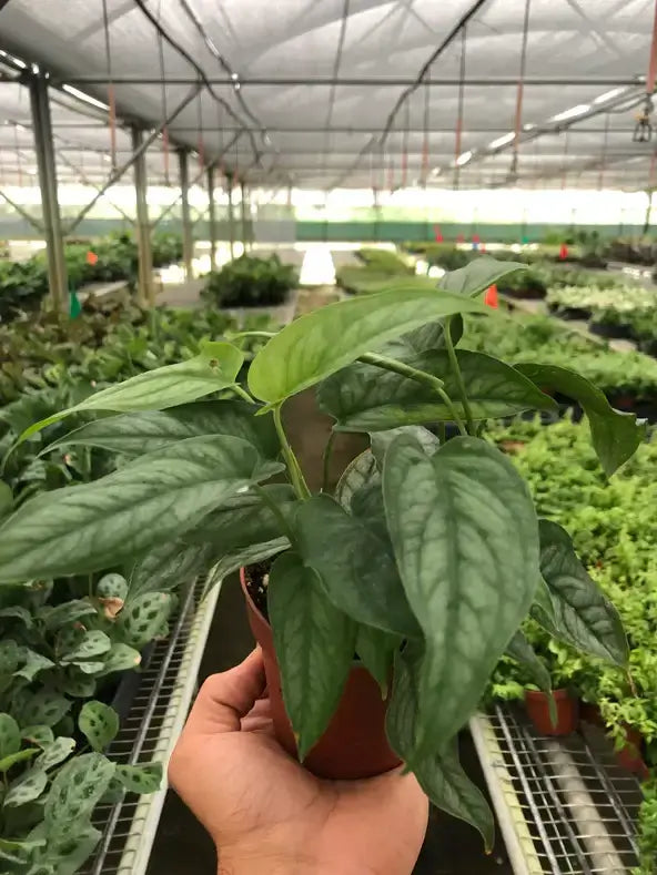 monstera siltepecana plant care Monstera 'Siltepecana' | Easy Care Houseplant