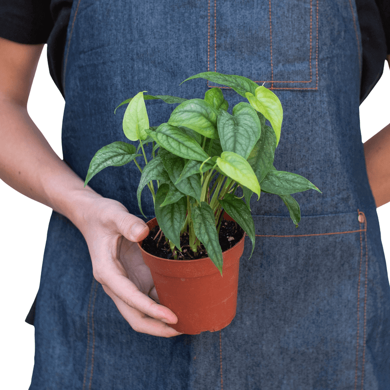 person holding a monstera-siltepecana 4inch plant