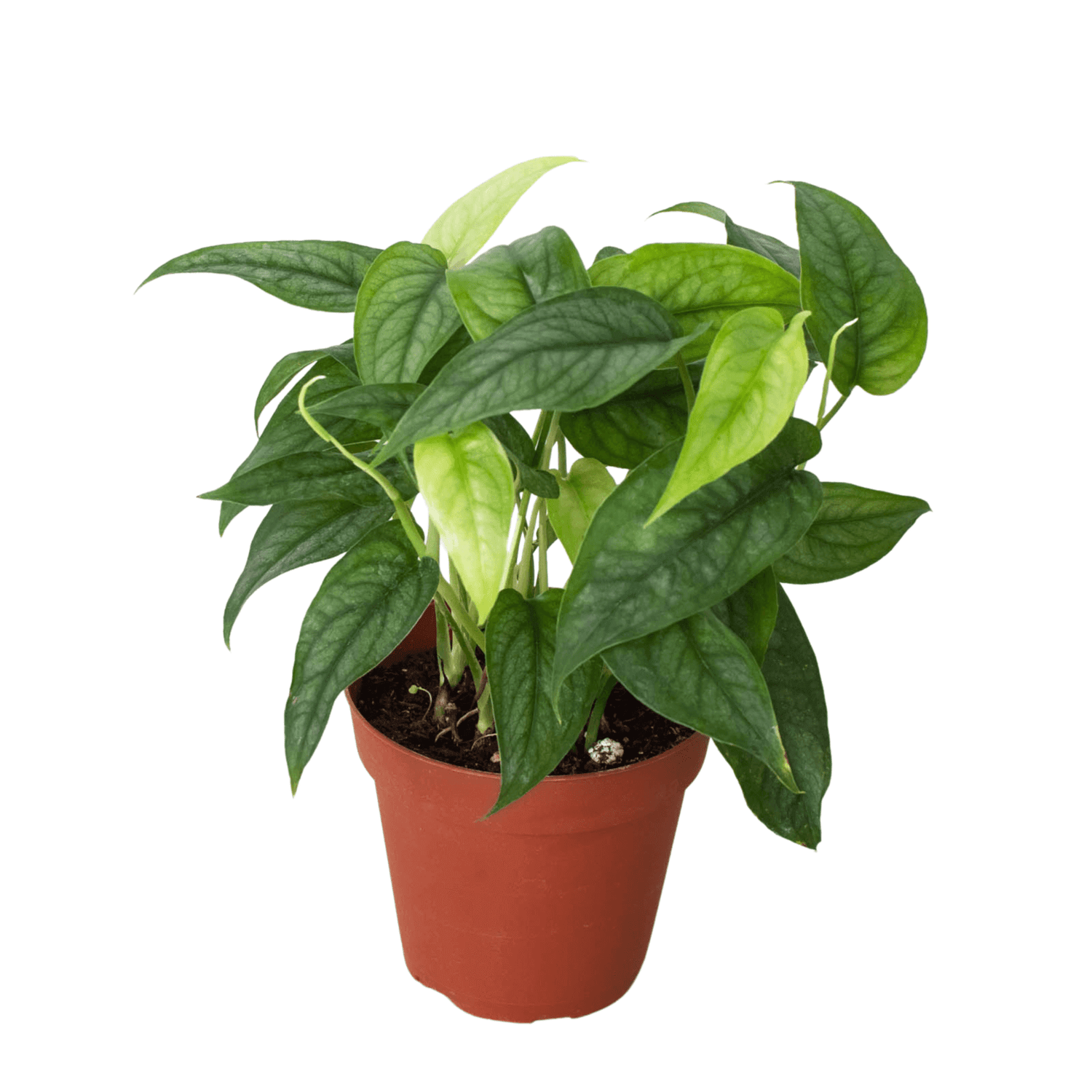 monstera-siltepecana-4inch plant pot