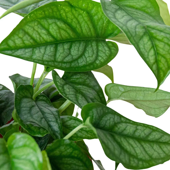 monstera-siltepecana-leaves-close-up