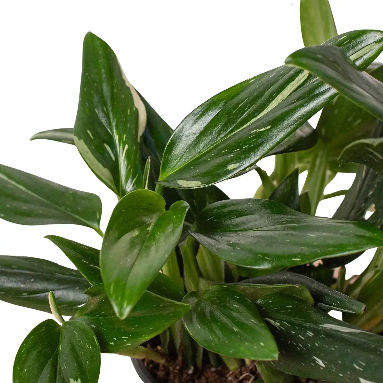 monstera-standeleyana-albo-variegated leaves closeup