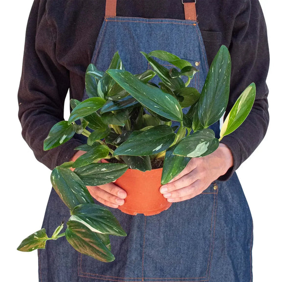 person holding a monstera-standeleyana-albo-variegated