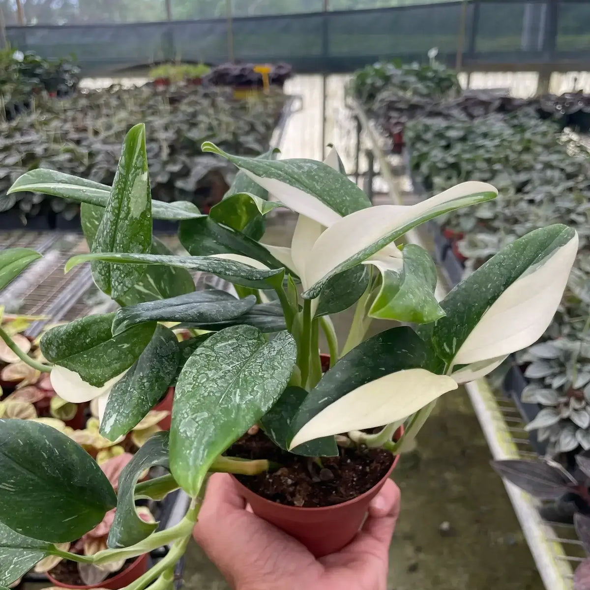 monstera standleyana albo variegata Monstera Standeleyana Albo Variegated