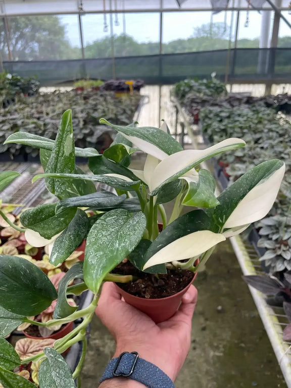 monstera-standeleyana-albo-variegated 4inch in a nursery