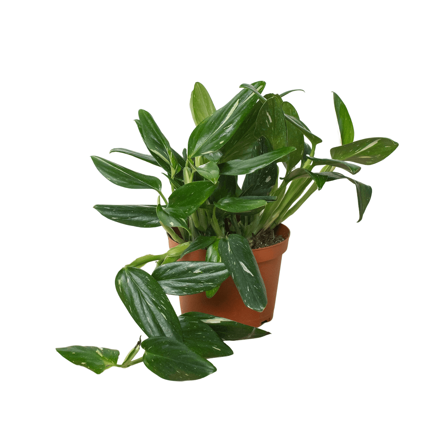 philodendron borsigiana albo Monstera 'Albo Borsigiana' - Rare White Variegated Collector Plant