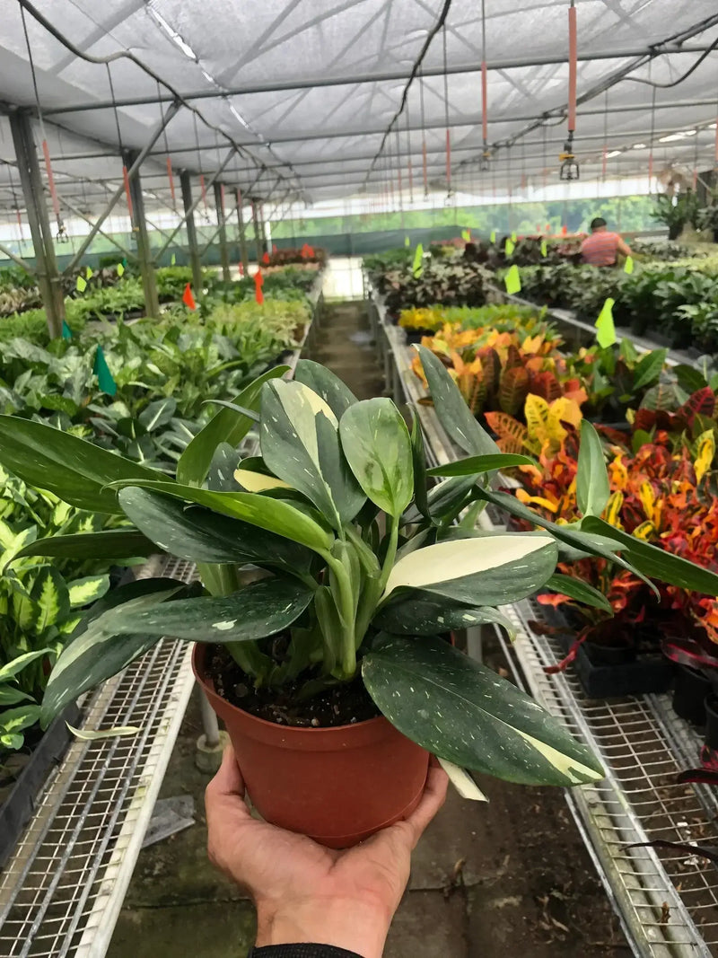 monstera-standeleyana-albo-variegated in a nursery