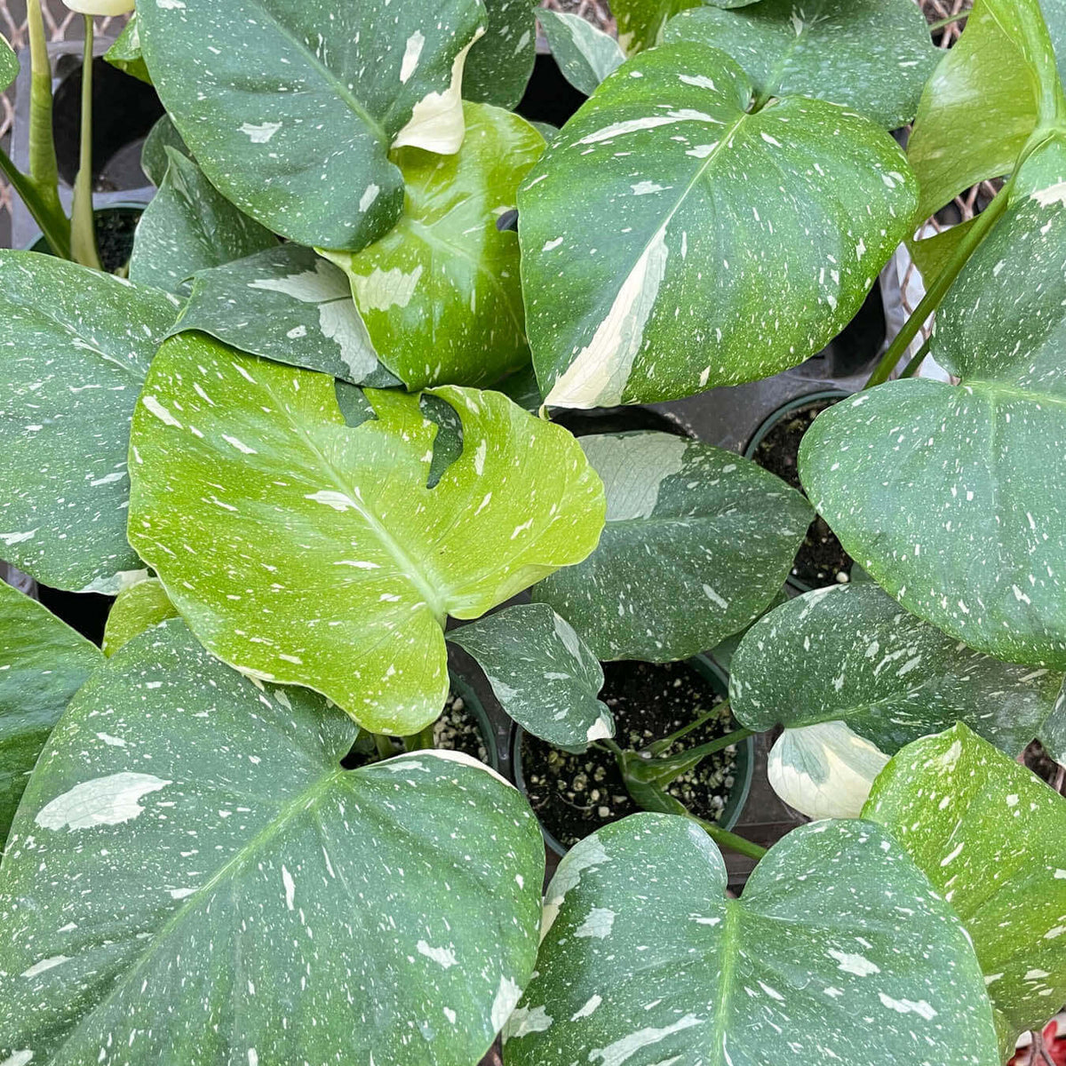 monstera-thai-constellation leaves  by All About Planties™