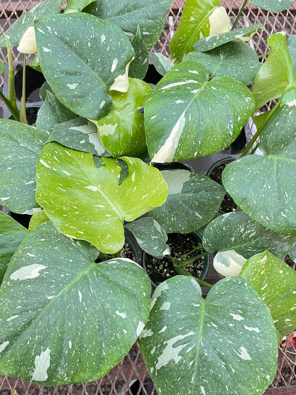 monstera-thai-constellation leaves