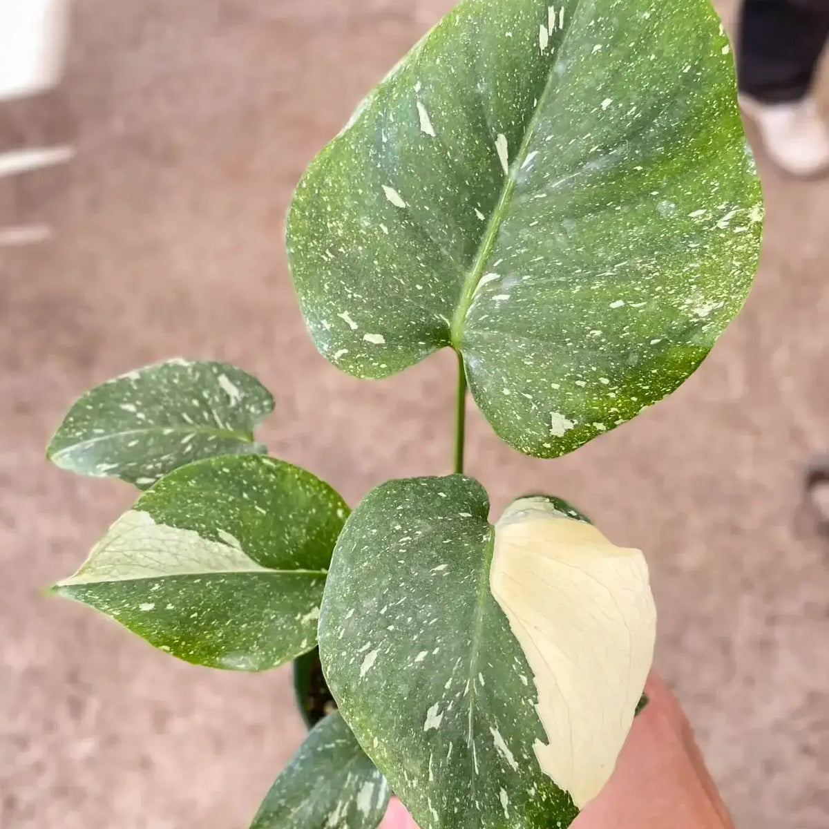 small monstera-thai-constellation plant by All About Planties™