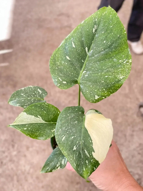 small monstera-thai-constellation plant