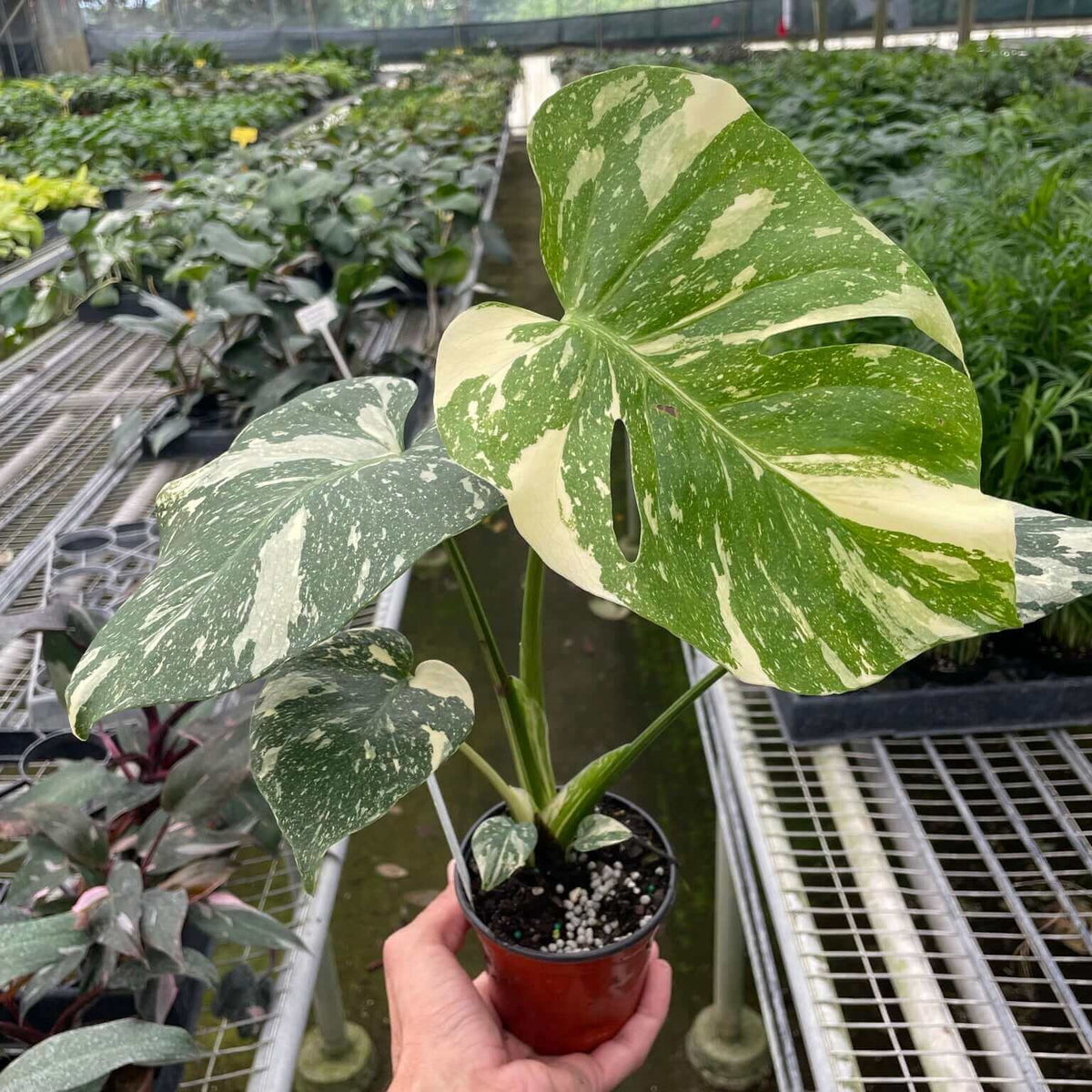 monstera-thai-constellation in a nursery  by All About Planties™