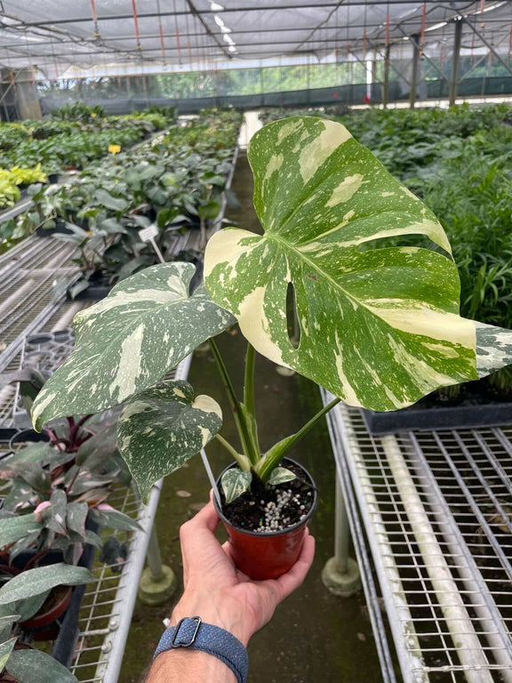 monstera-thai-constellation in a nursery