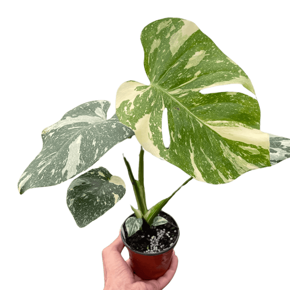 spotted monstera plant Variegated Monstera Thai Constellation