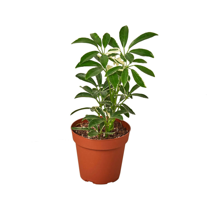 Schefflera Moonlight 'Umbrella Plant' Indoor Plant at All About Planties