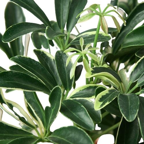 Schefflera Moonlight 'Umbrella Plant' Indoor Plant at All About Planties