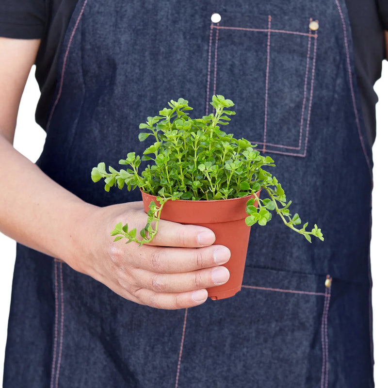 person holding a nettle-babys-tear-plant