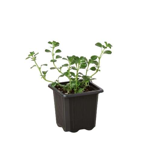 nettle-babys-tear-plant in a nursery plant pot