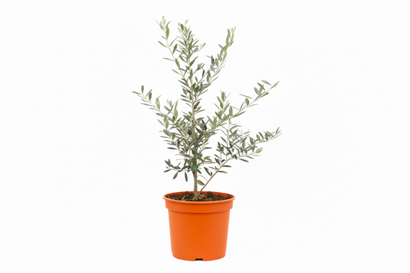 Live Olive Tree in bright orange pot - drought-tolerant indoor plant with silvery-green foliage