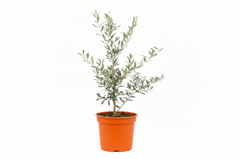 Live Olive Tree in bright orange pot - drought-tolerant indoor plant with silvery-green foliage
