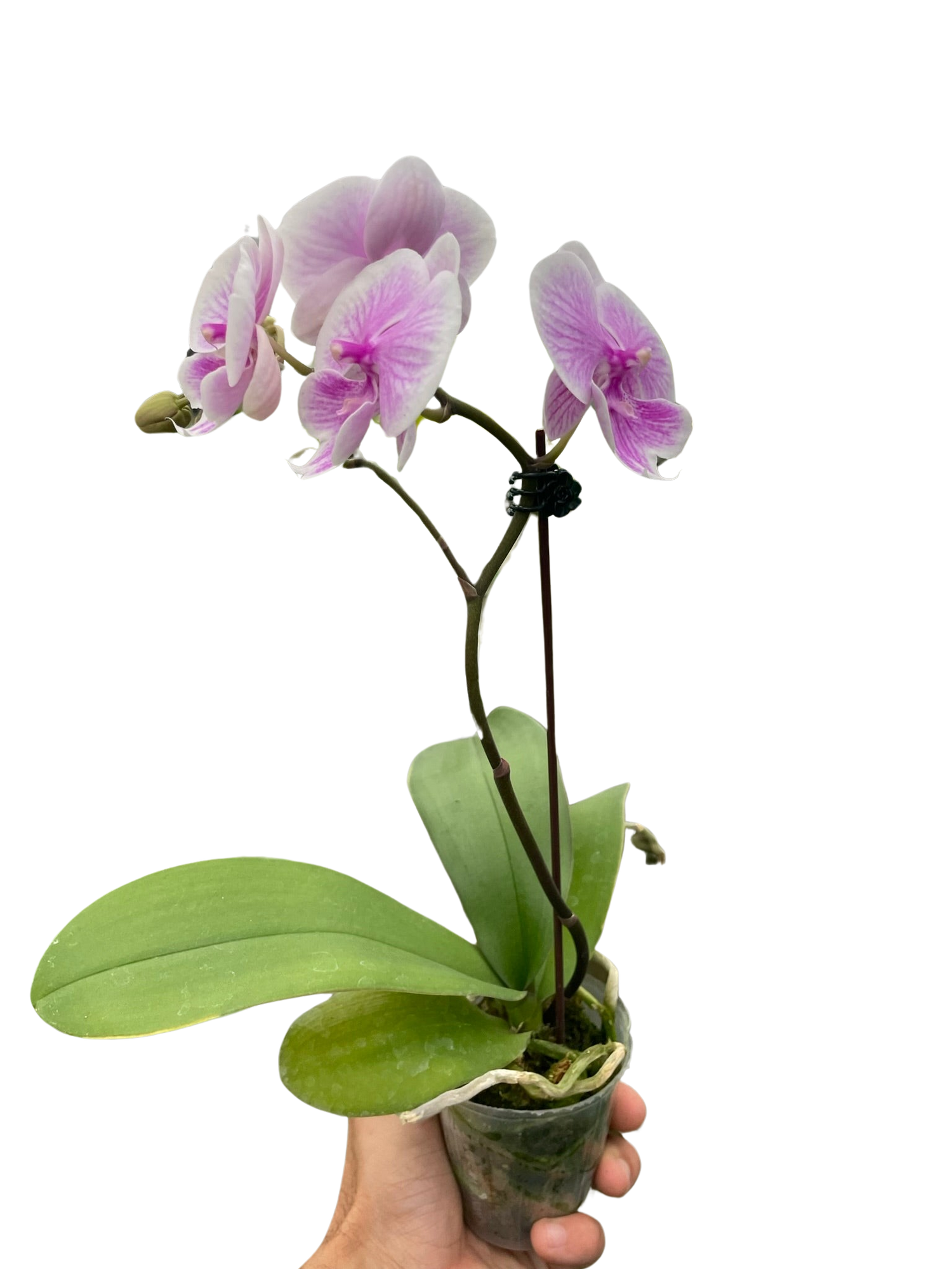 hand holding a orchid-light-pink-phalaenopsis