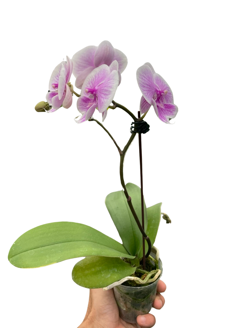 hand holding a orchid-light-pink-phalaenopsis