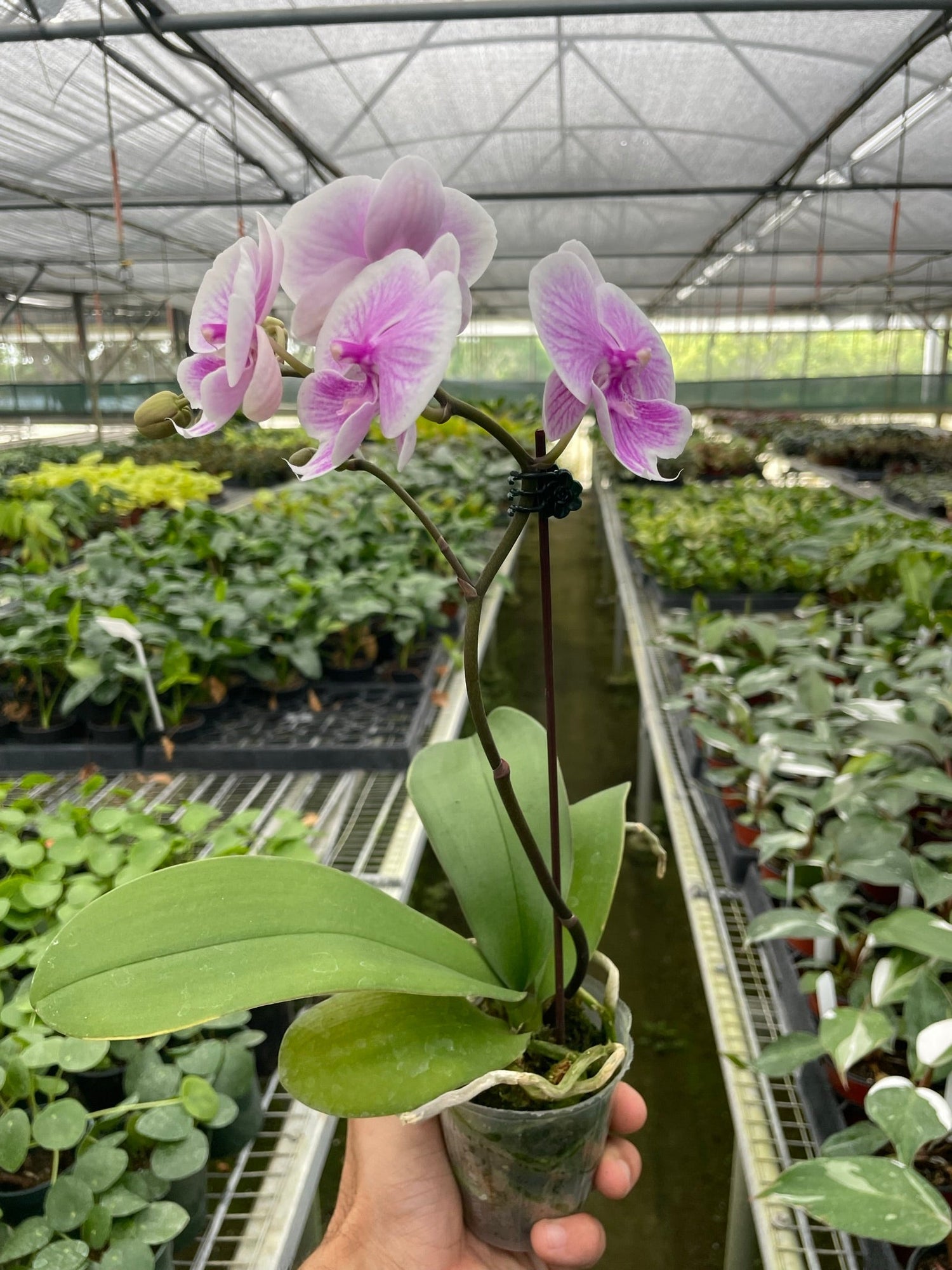 orchid-light-pink-phalaenopsis in a nursery