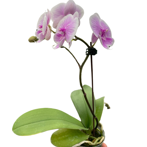 orchid-light-pink-phalaenopsis