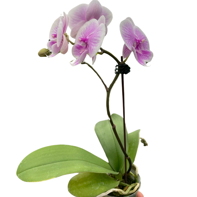 orchid-light-pink-phalaenopsis