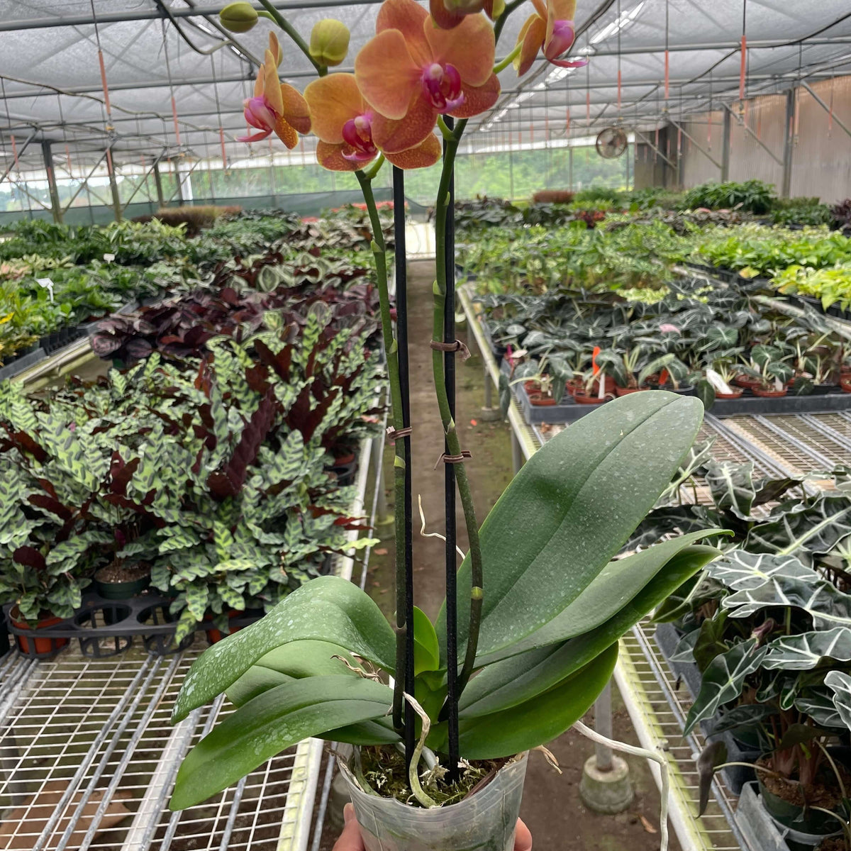 orchid-orange-phalaenopsis