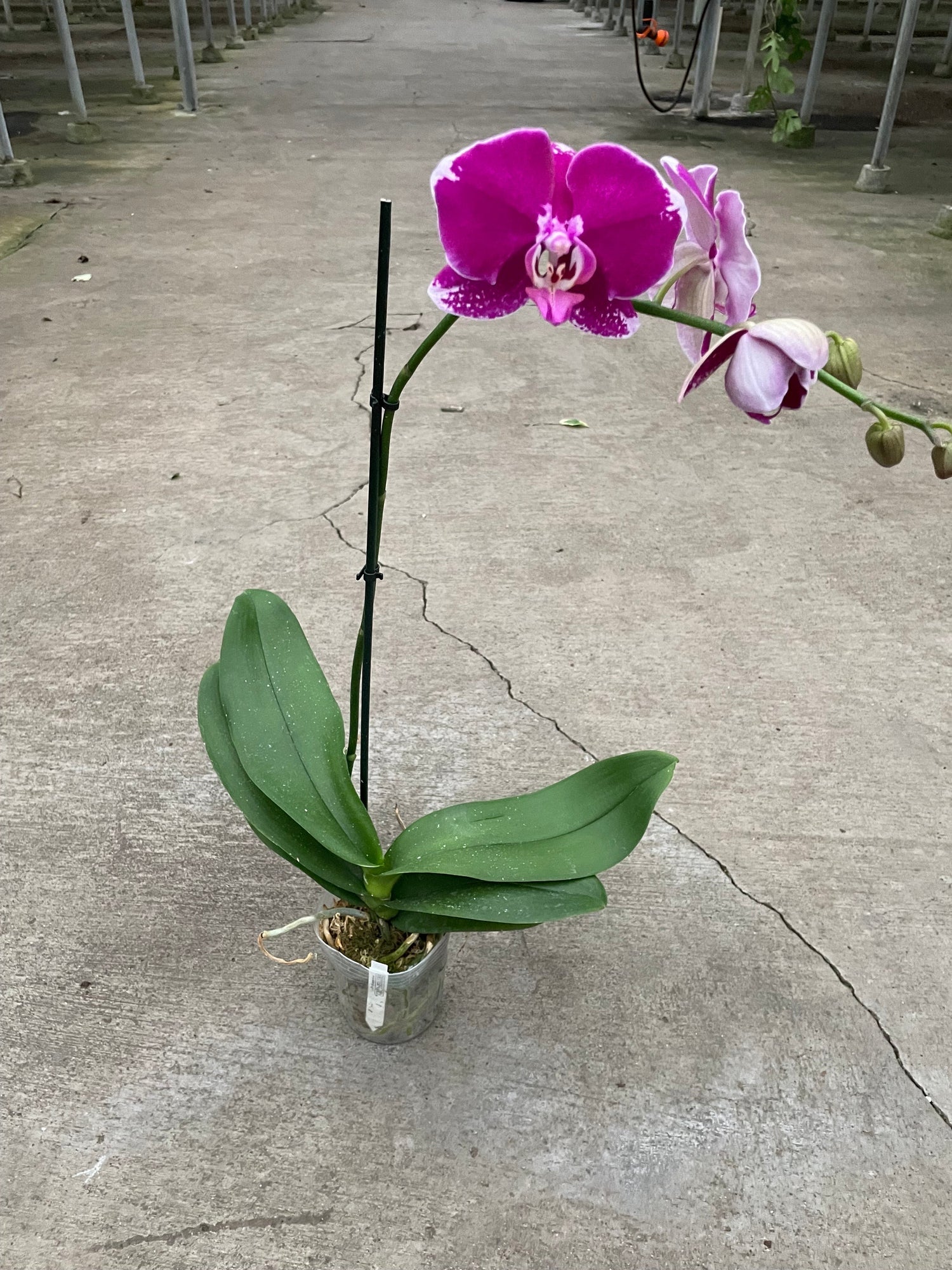 orchid-purple-spotted-phalaenopsis over the floor