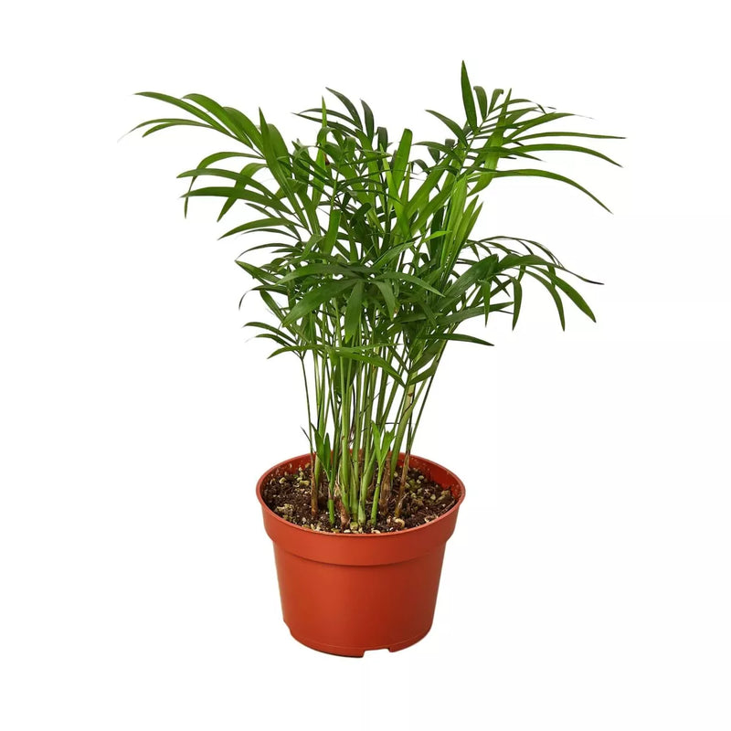 Potted plant with green leaves in a red pot on a white background