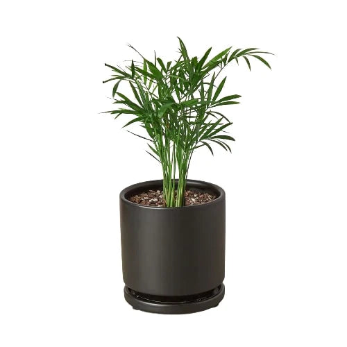 parlor-palm in a black pot