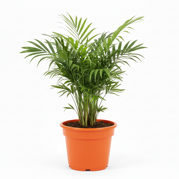 light requirements for parlor palm Parlor Palm (Chamaedorea elegans) – Easy Care Low Light Indoor Plant – All About Planties™