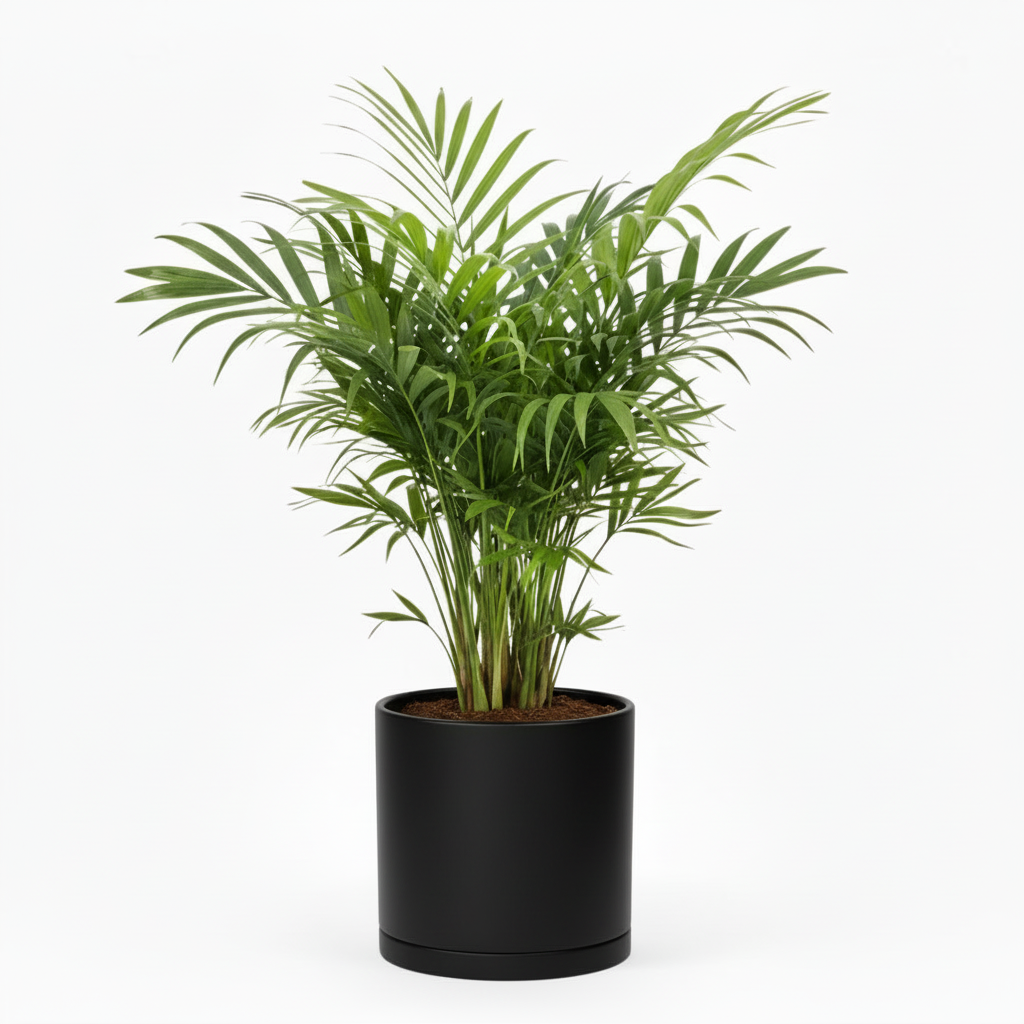 Parlor Palm with black decorative pot by All About Planties