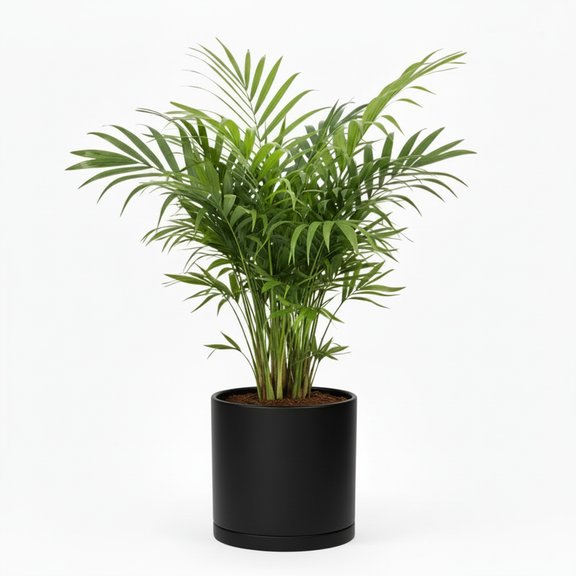 Parlor Palm with black decorative pot by All About Planties