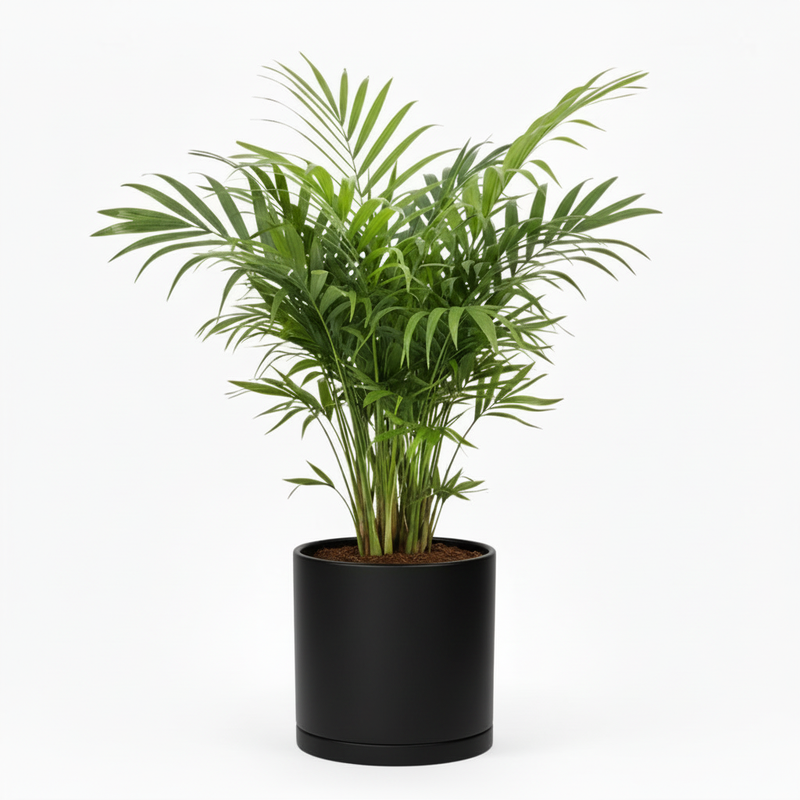 Parlor Palm with black decorative pot by All About Planties